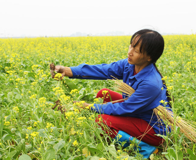 [Image: Mua-hoa-no-ro-tren-canh-dong-cai-vang-de...-Nam-6.jpg]