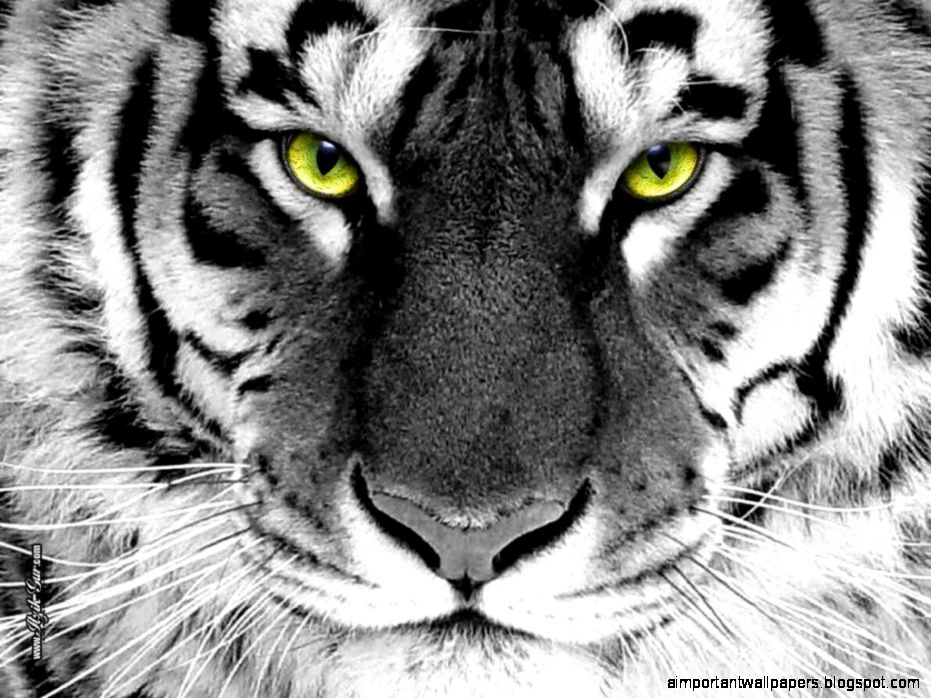 Black White Tiger Wallpapers Full HD Pictures Black White Tiger Wallpapers Full HD Pictures