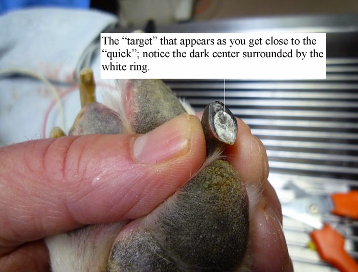 2 Divas House & Pet Services How To Clip Your Dog's Nails