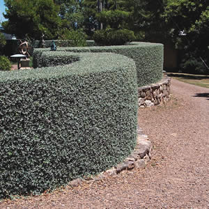 Growth Habits And Progress Of Six Pittosporum Tenuifolium Selections