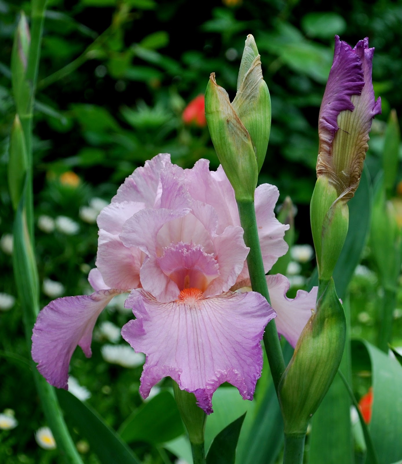 World of Irises OrchidColored Irises in My Garden