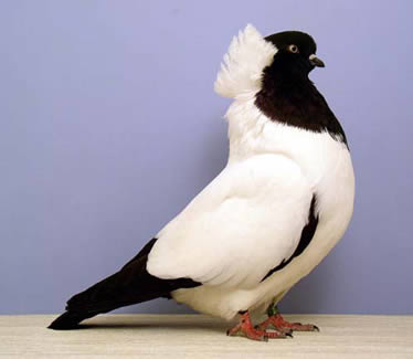 German Nun pigeon