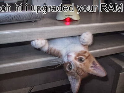 Funny Cat Memes Funny Cat Memes