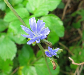 Wild Chicory Flower