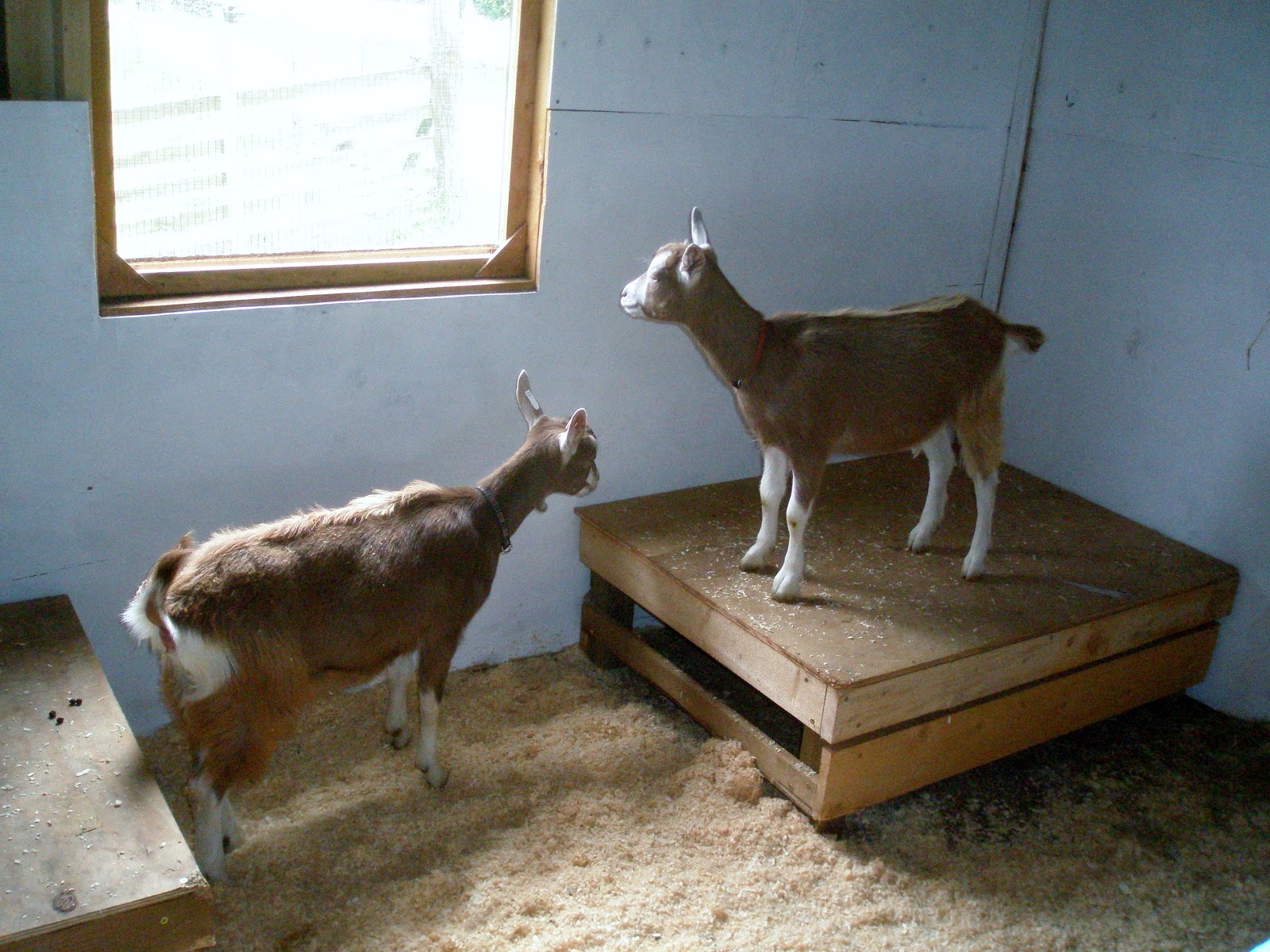CraigardCroft Goats are like cats