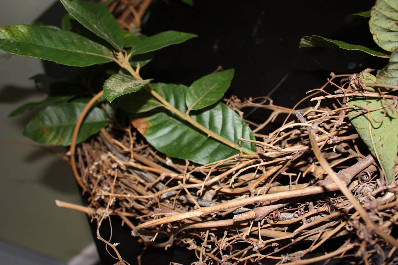 Olivia Renn Pottery Barn Inspired Spring Wreath