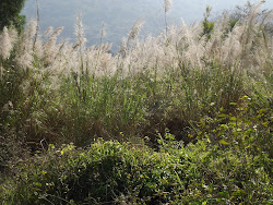 Elephant Grass