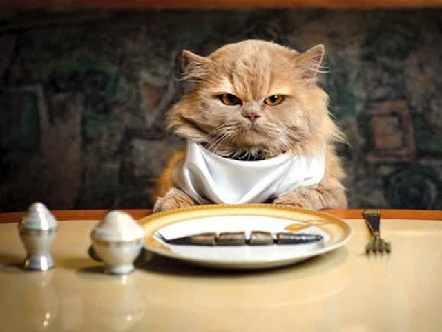 78 Gambar Gambar Kucing Gemes Terlihat Keren 78 Gambar Gambar Kucing Gemes Terlihat Keren