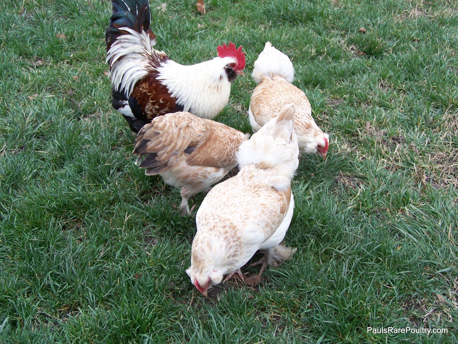 Chickens Blue/Salmon Faverolles Bantams
