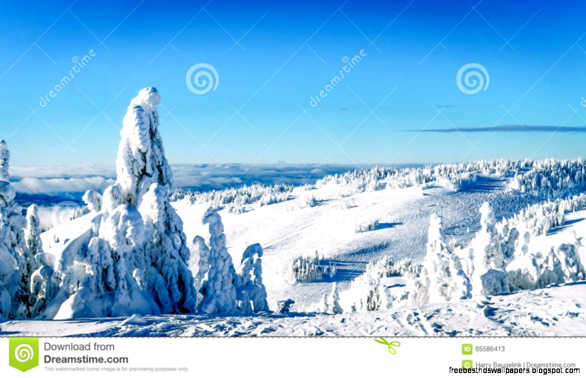 Fully Snow Cover Trees