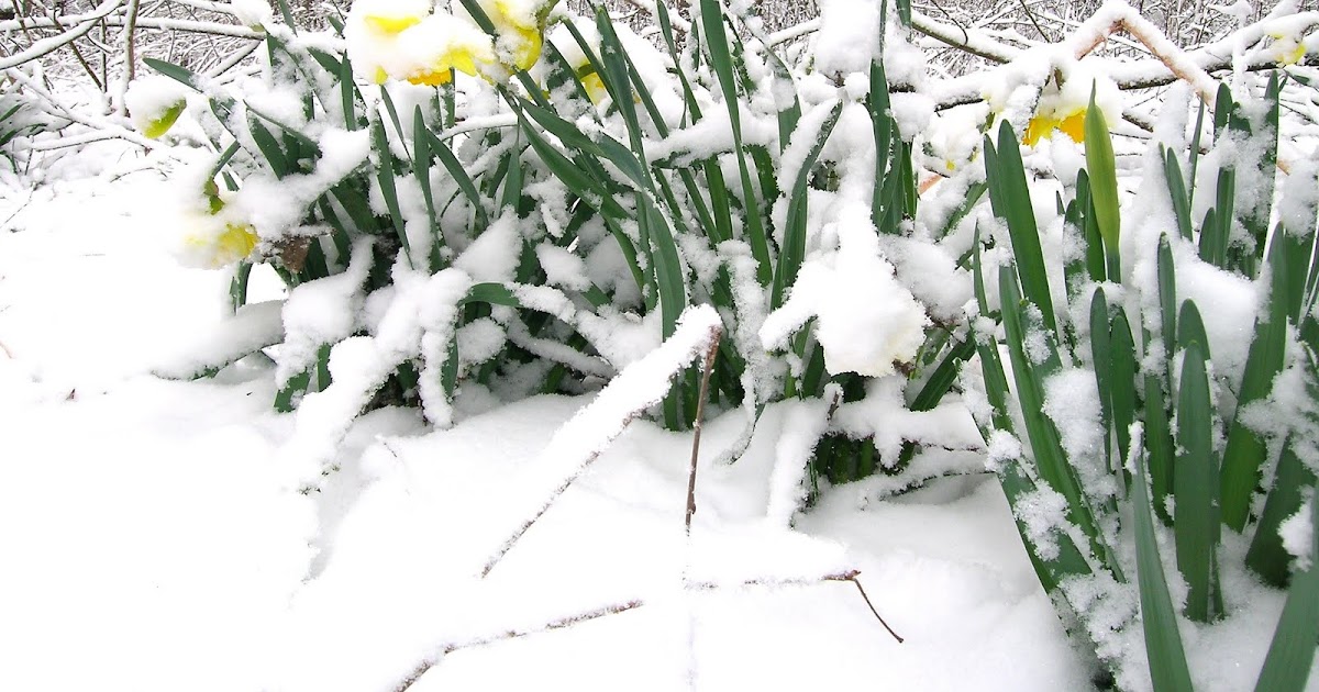 Little Blog In The Big Woods: It always snows on the daffodils.