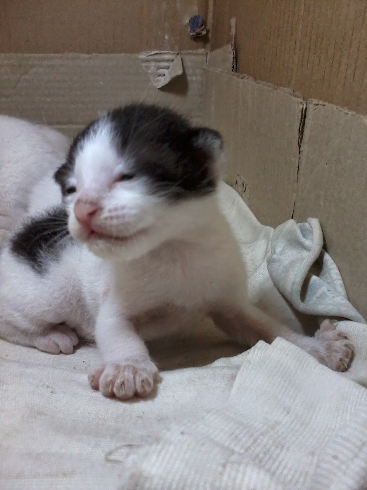 Anak Kucing Kampung Yang Lucu Bikin Gemes