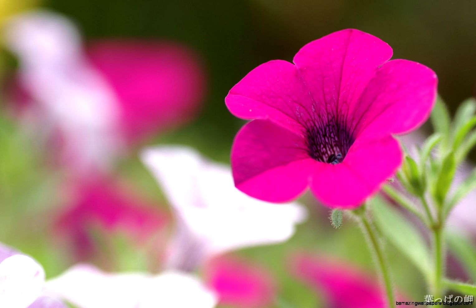 images of nature and flowers images of nature and flowers