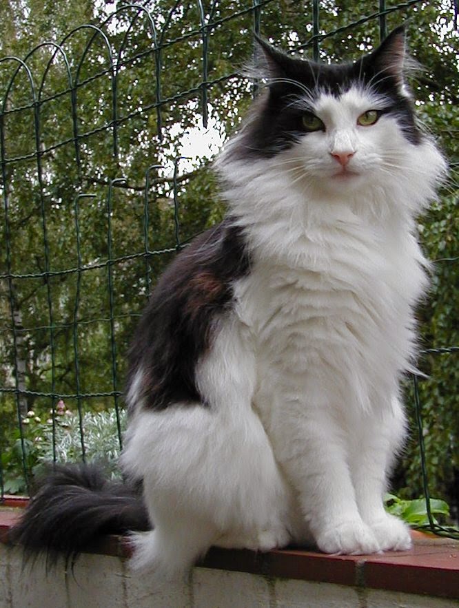 The 5 Most  Prolific Cat Breeds in the World