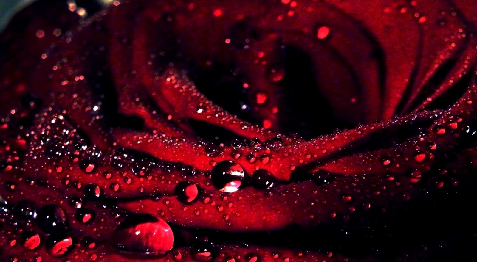 Rose Flower Wallpaper 1080P Rose Flower Wallpaper 1080P