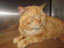 4/15/11  Big Orange Kitty Redlisted