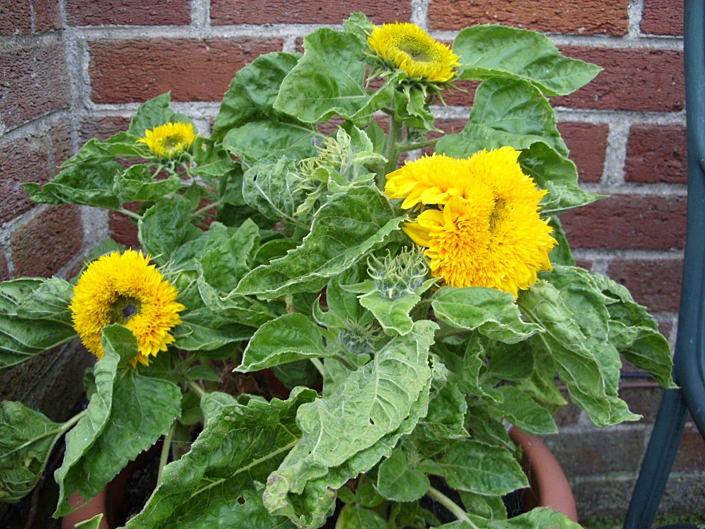 Kelli's Northern Ireland Garden Sunflowers (Giant, Teddy Bear)