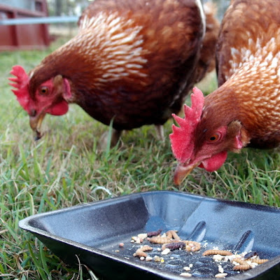 chicken tractor ebook: popular chicken posts on eight acres