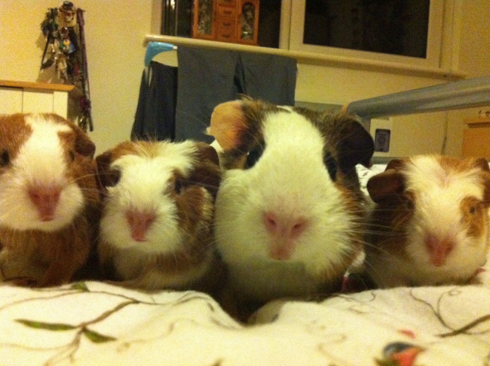 The Diary of an RSPCA Guinea Pig: Day 33: Trying to be 'big pigs'