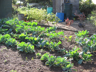 the brassica bed