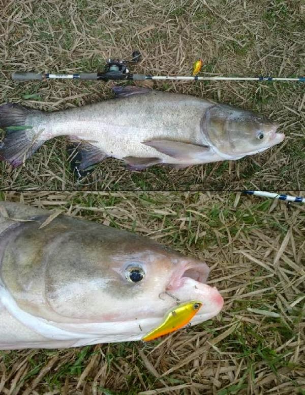 Fish Valley Siri 6, Tongsan terkena Gewang