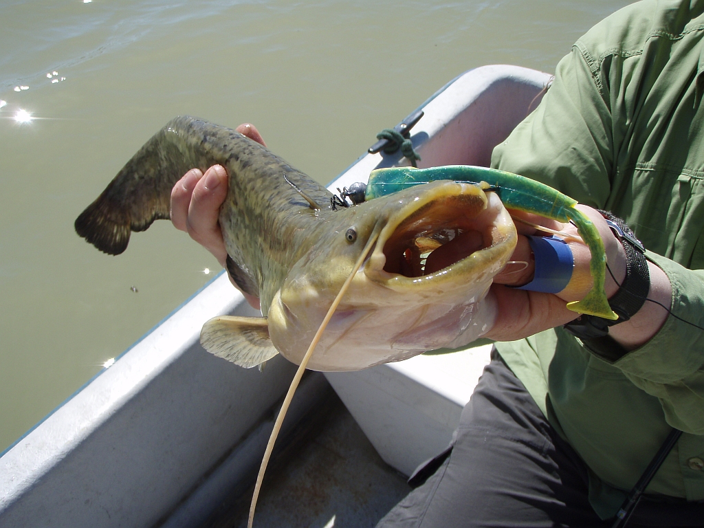 Sea Bass Hunting Spain, Mequinenza III ( Catfish ) 1926.04.2013