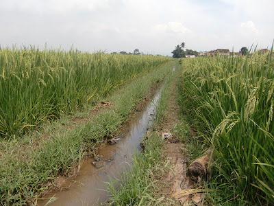 Rice and Paddy