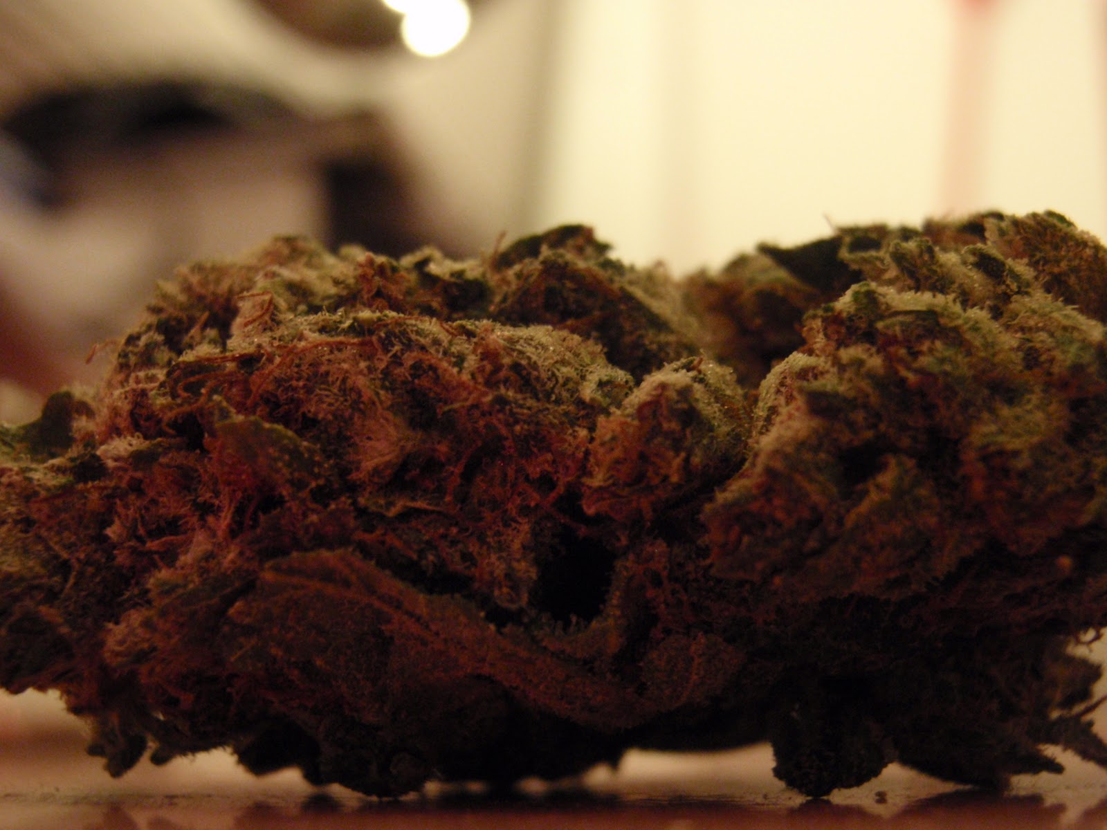 Maintain the Strain Jack Herer