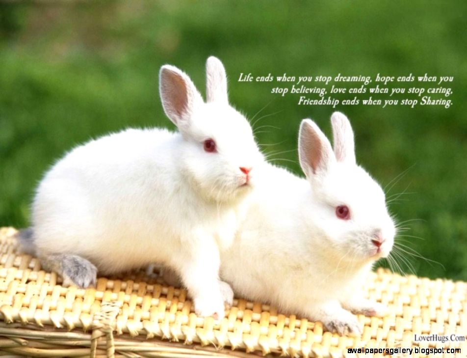 Cute Bunny Rabbit Cute Bunny Rabbit