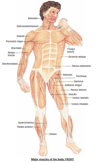 The Human Body: MAJOR MUSCLES OF THE TRUNK