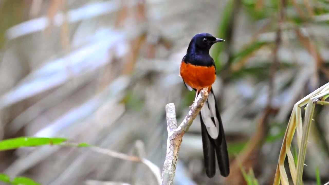 Informasi Tentang Burung Kicau Harga Burung Januari 2016