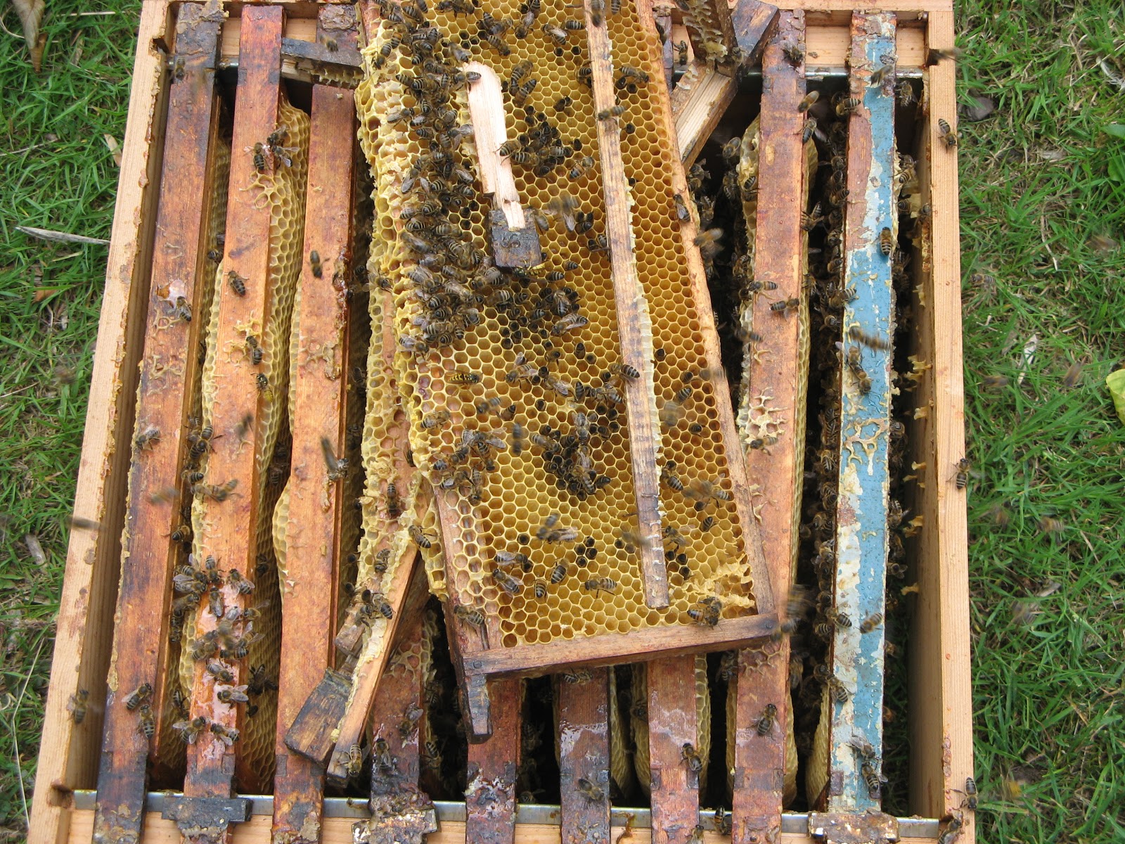 Hanbury Bees Using bees to clean up the supers