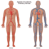 Conociendo sobre la circulación de la sangre