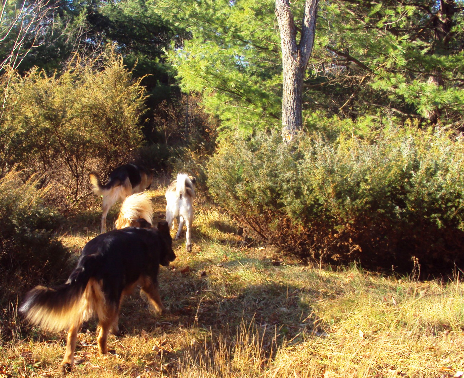 Dog Environmental Allergy Natural Treatment Ottawa Dog Training And