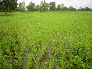 นาข้าวปี 53