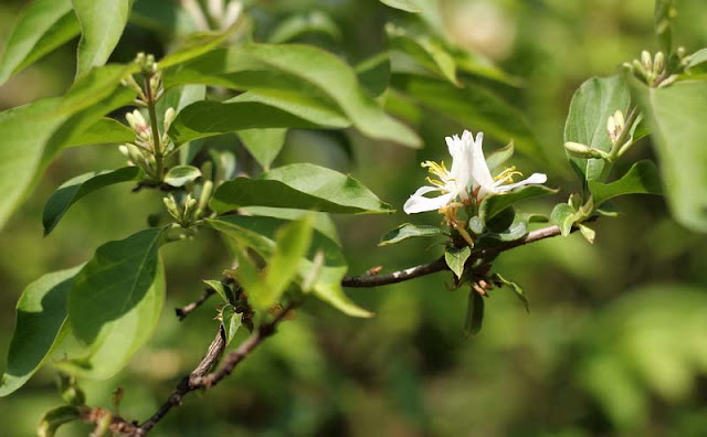 Amur Honeysuckle Flowers Pictures