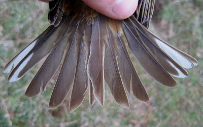 alula feather alula feather