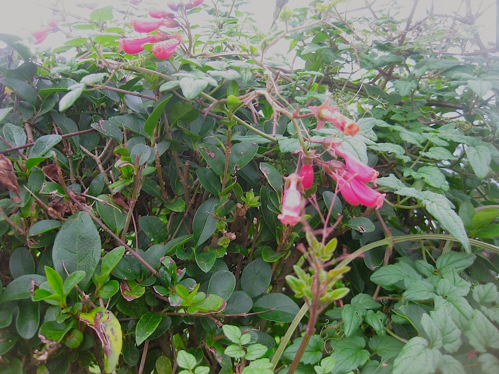 Bonsai Tree 30 Amazing Variegated Ficus Bonsai Inspirations