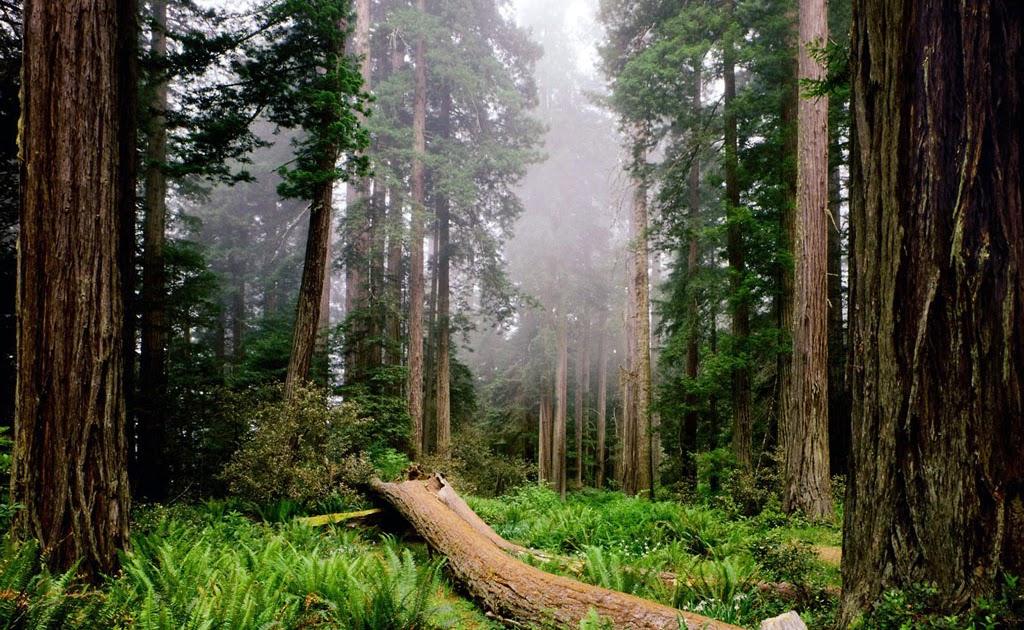 Aneka info: Gambar Hutan (Pemandangan Hutan)