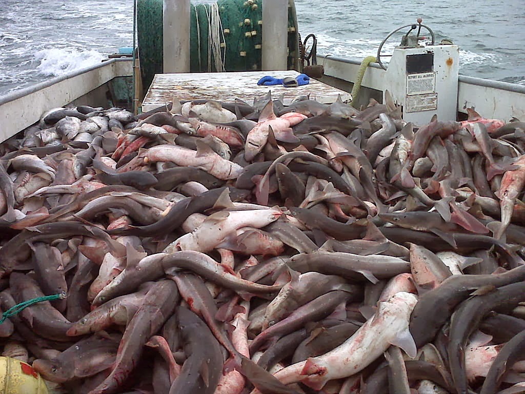 Are Spiny Dogfish Good To Eat