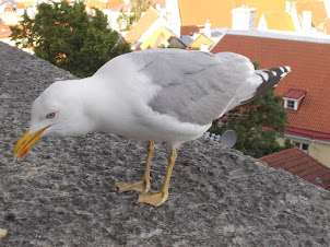 A seagull on Toompea hill.Not afraid of humans.
