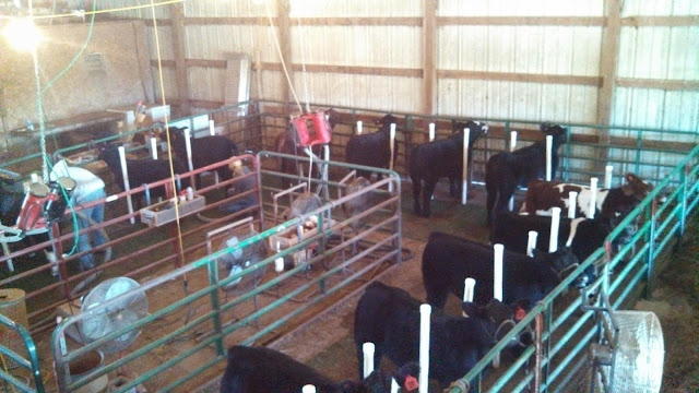 Executive Sires Inc Wedig Club Calves Behind The Scenes Look