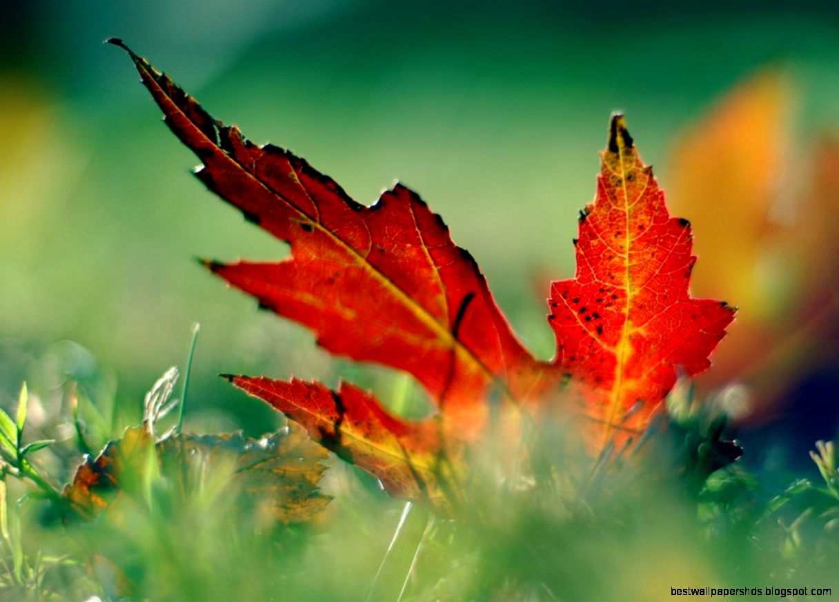 nature photography wallpaper nature photography wallpaper