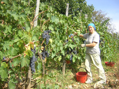 Vendemmia 2007- Simonetta raccoglie a mano l'uva.