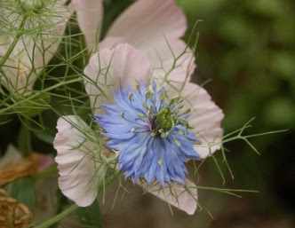 cumin flower