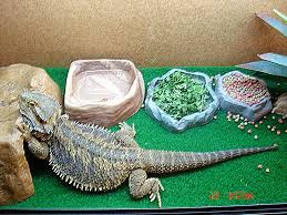 phoenix-worms-for-bearded-dragon9