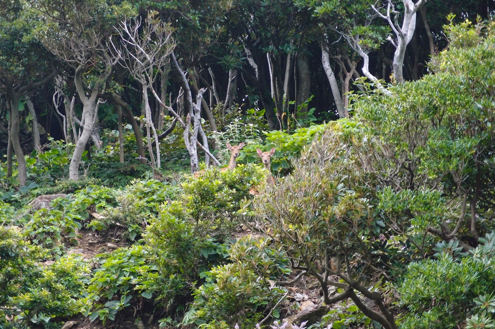 Yuen Yuen 屋久島之旅 中 島上景點概述 森林 溫泉 海灘 瀑布與崖邊的神社
