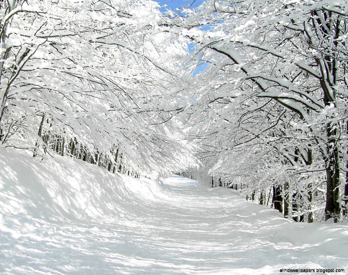 1280x1024 Thick Snow Trees Pretty Path desktop PC and Mac wallpaper 1280x1024 Thick Snow Trees Pretty Path desktop PC and Mac wallpaper