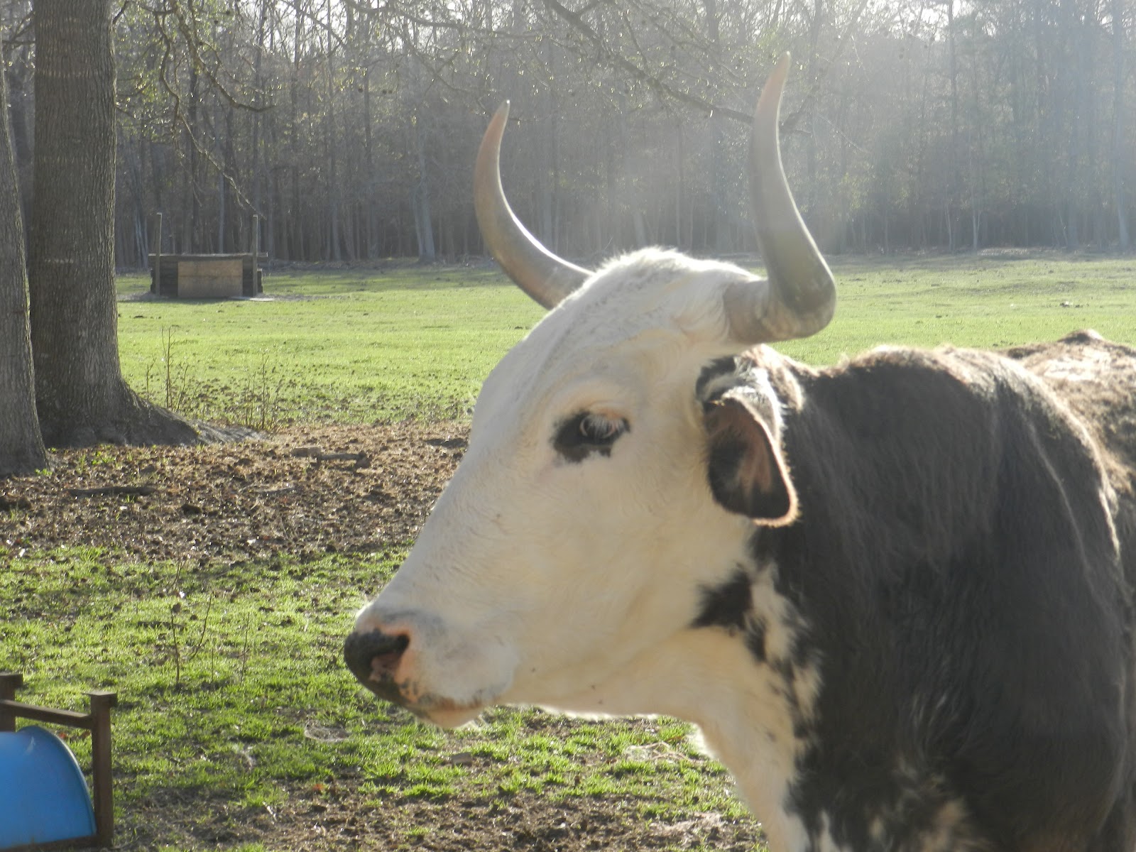 thetexaspioneerwoman.b... thetexaspioneerwoman.b...