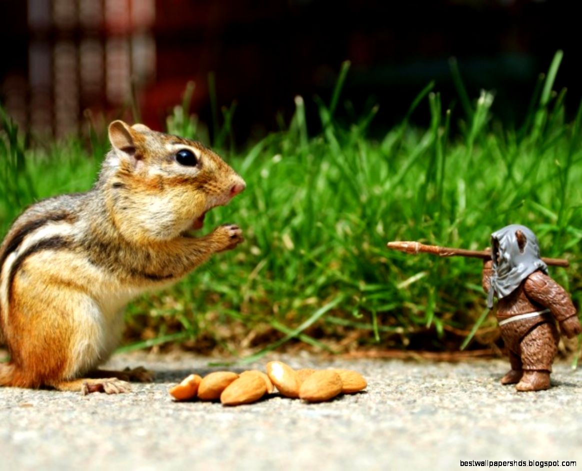 Funny Squirel and doll Desktop Background Desktop Backgrounds HQ Funny Squirel and doll Desktop Background Desktop Backgrounds HQ